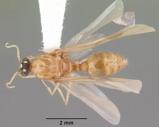 Pheidole morrisii - CASENT0104417