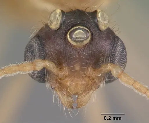 Pheidole morrisii - CASENT0104417