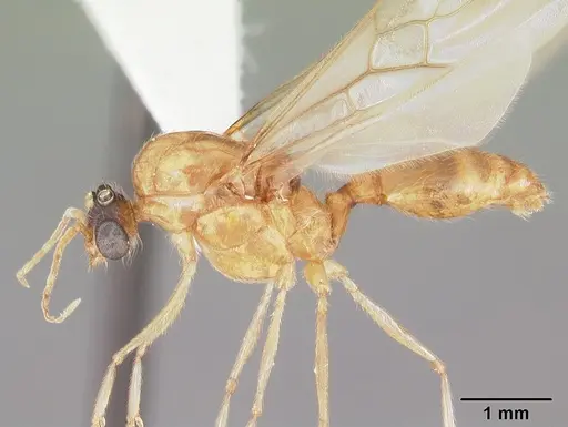 Pheidole morrisii - CASENT0104417