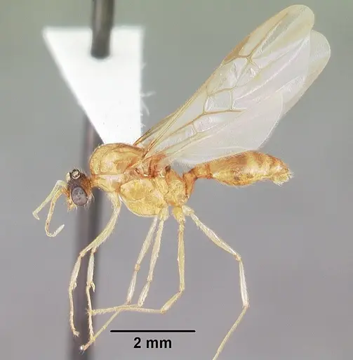 Pheidole morrisii - CASENT0104417