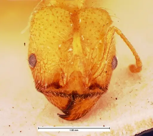 Pheidole morrisii - CASENT0105561
