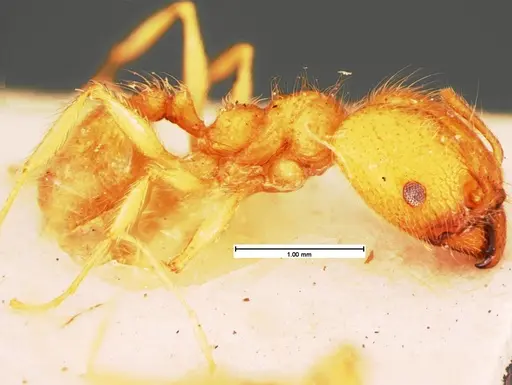 Pheidole morrisii - CASENT0105561