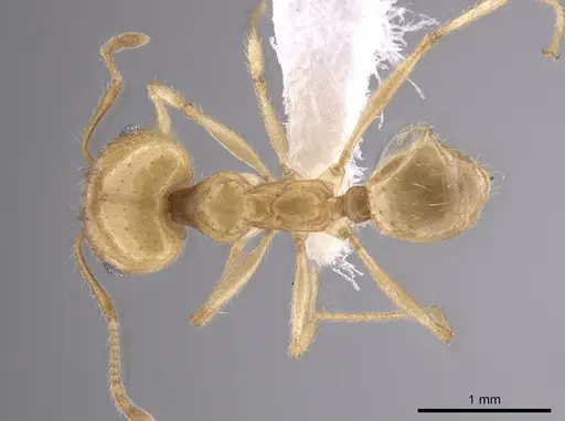Pheidole morrisii - CASENT0650685