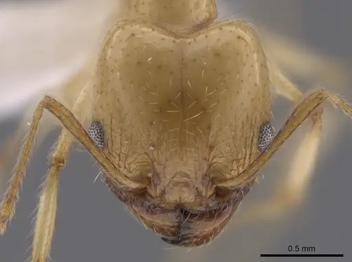 Pheidole morrisii - CASENT0650685