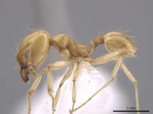 Pheidole morrisii - CASENT0650685