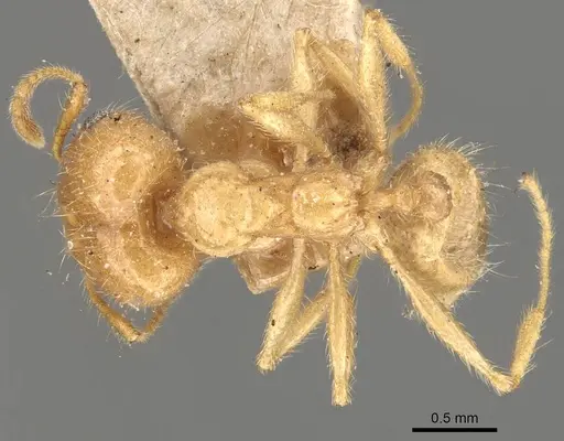 Pheidole morrisii - CASENT0908228