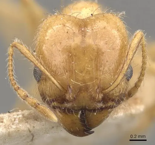 Pheidole morrisii - CASENT0908228