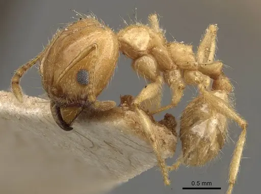 Pheidole morrisii - CASENT0908228