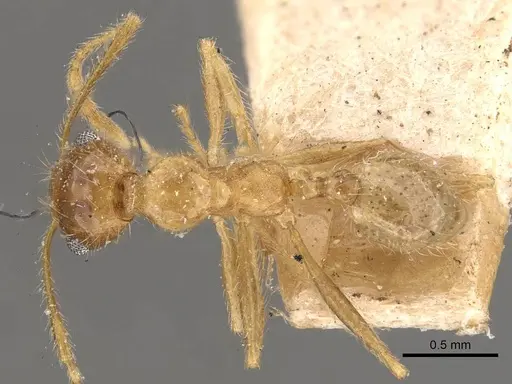 Pheidole morrisii - CASENT0908229