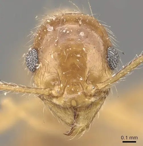 Pheidole morrisii - CASENT0908229