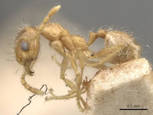 Pheidole morrisii - CASENT0908229