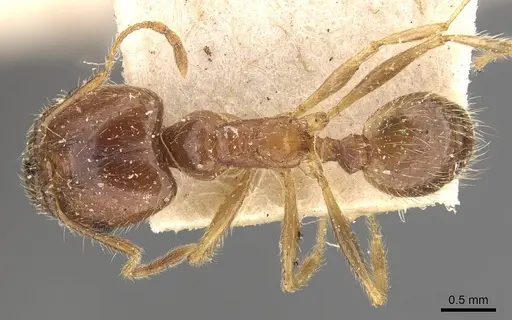 Pheidole morrisii - CASENT0908230