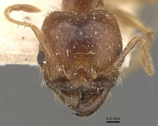 Pheidole morrisii - CASENT0908230