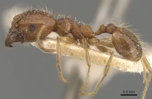 Pheidole morrisii - CASENT0908230