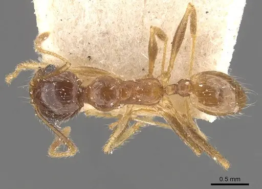Pheidole morrisii - CASENT0908231