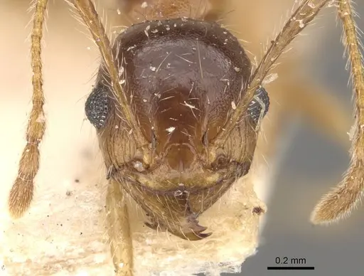 Pheidole morrisii - CASENT0908231