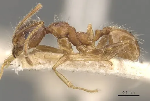 Pheidole morrisii - CASENT0908231