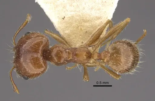 Pheidole morrisii - CASENT0917780