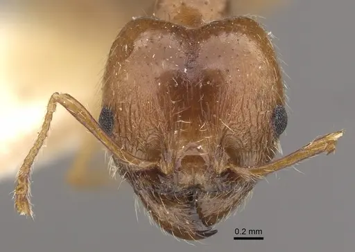 Pheidole morrisii - CASENT0917780