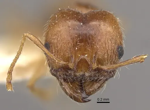 Pheidole morrisii - CASENT0917780