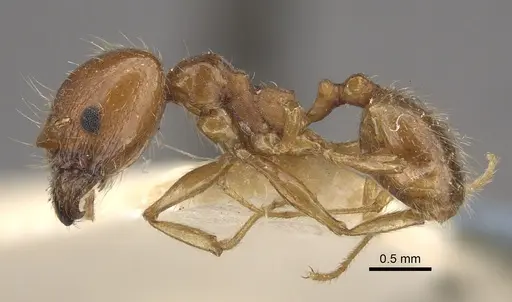 Pheidole morrisii - CASENT0917780