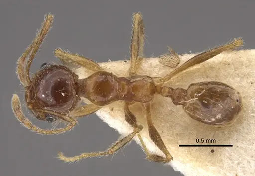 Pheidole morrisii - CASENT0917781