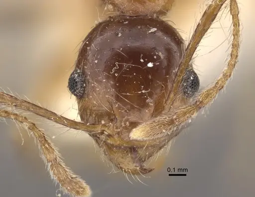 Pheidole morrisii - CASENT0917781