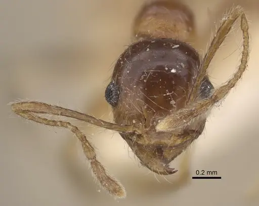Pheidole morrisii - CASENT0917781