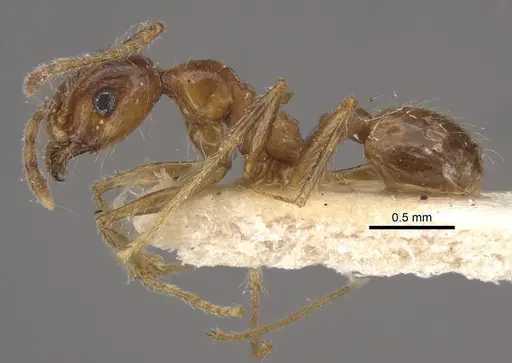 Pheidole morrisii - CASENT0917781