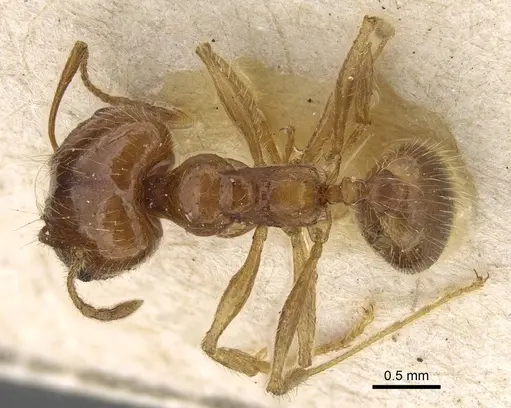 Pheidole morrisii - CASENT0922217