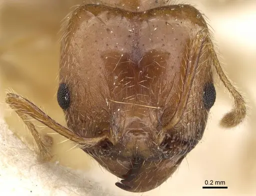 Pheidole morrisii - CASENT0922217