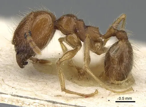 Pheidole morrisii - CASENT0922217