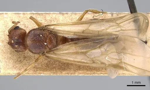 Pheidole morrisii - CASENT0922218