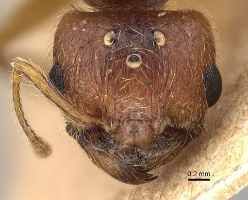 Pheidole morrisii - CASENT0922218