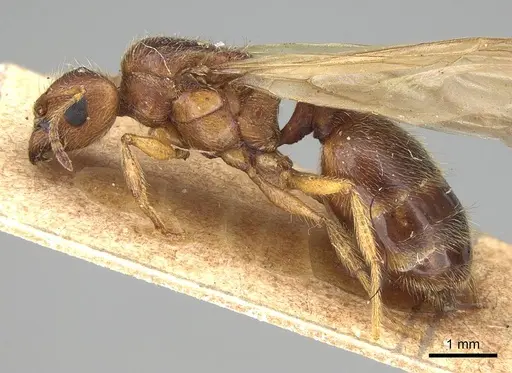 Pheidole morrisii - CASENT0922218