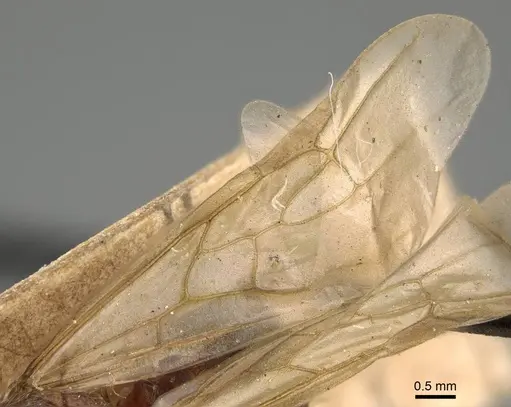 Pheidole morrisii - CASENT0922218