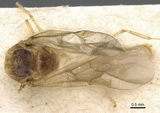 Pheidole morrisii - CASENT0922219