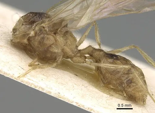 Pheidole morrisii - CASENT0922219