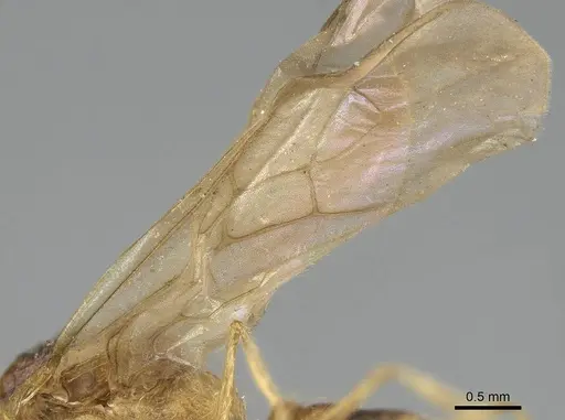 Pheidole morrisii - CASENT0922219