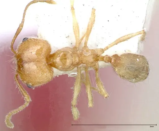 Pheidole morrisii - FOCOL0245-1
