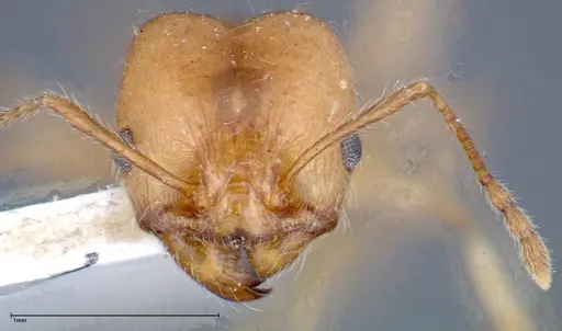 Pheidole morrisii - FOCOL0245-1