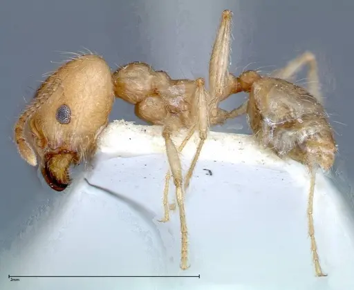 Pheidole morrisii - FOCOL0245-1