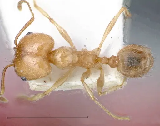 Pheidole morrisii - FOCOL0245-2