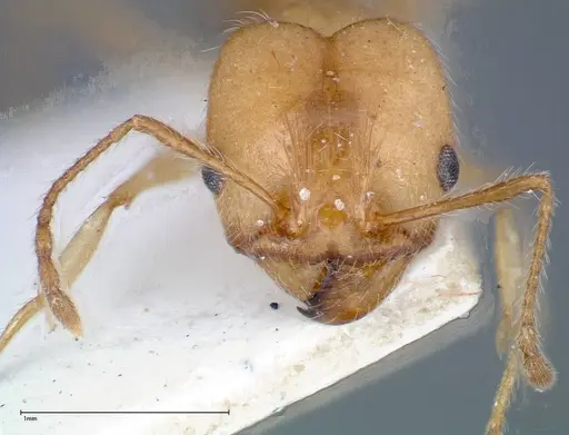 Pheidole morrisii - FOCOL0245-2