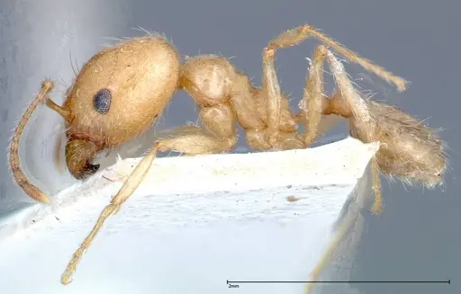 Pheidole morrisii - FOCOL0245-2