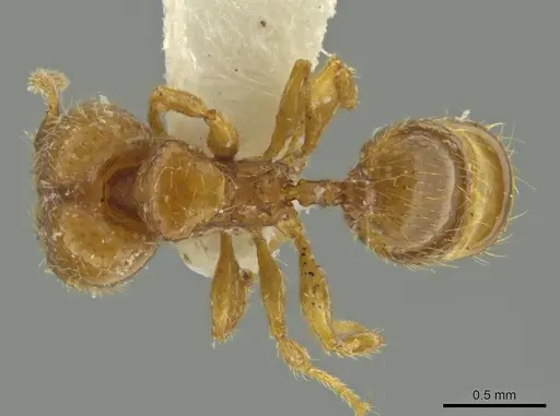 Pheidole moseni specimen