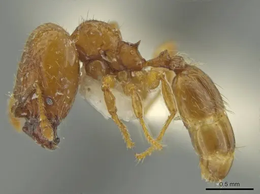 Pheidole moseni specimen