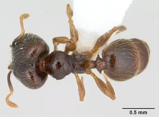 Pheidole mosenopsis specimen