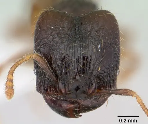 Pheidole mosenopsis specimen