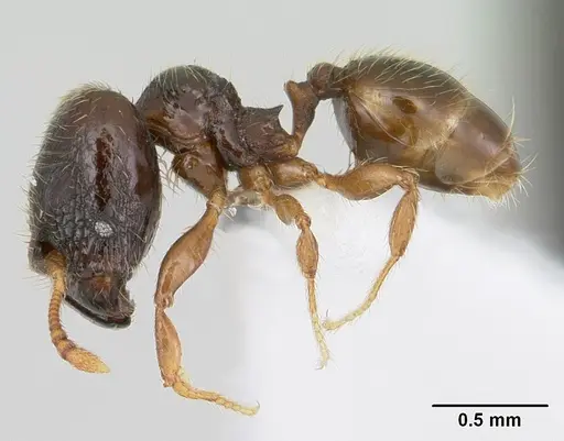 Pheidole mosenopsis specimen